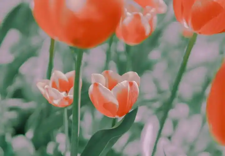 优美迷人的郁金香,图库-回车桌面