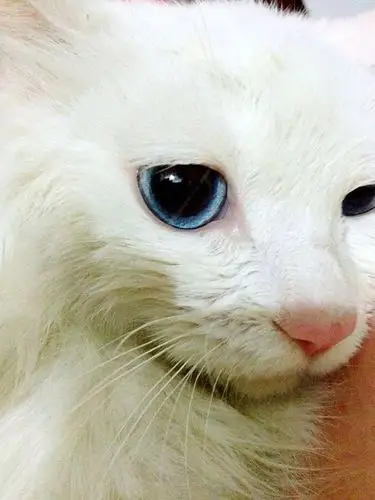 a target="_blank" href="/item/波斯猫/585" data-lemmaid="585">