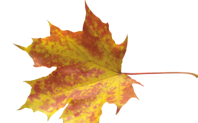 唯美枫叶创意设计透明背景桌面壁纸png图片下载