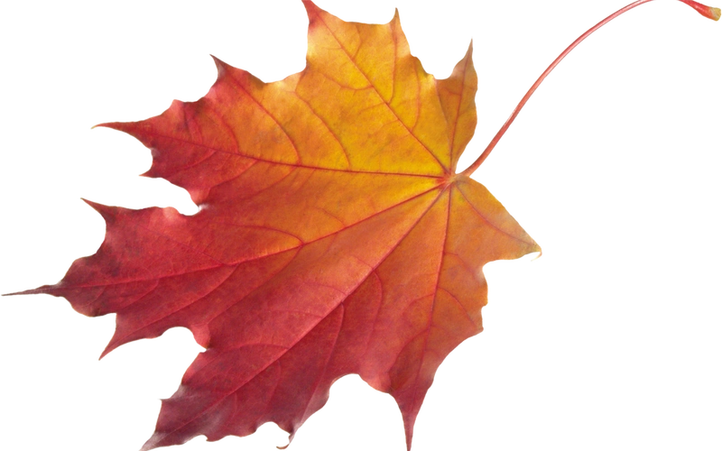 唯美枫叶创意设计透明背景桌面壁纸png图片下载