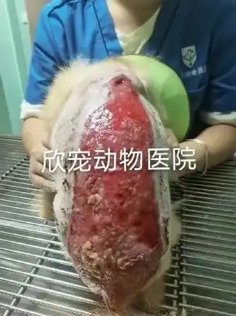 博美狗狗皮肤大面积溃烂坏死,通过大家的细心治疗照顾,我们一天 - 抖