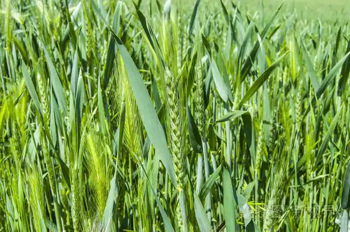 成熟的小麦,草原麦田里,麦穗,绿色小麦场景观图片