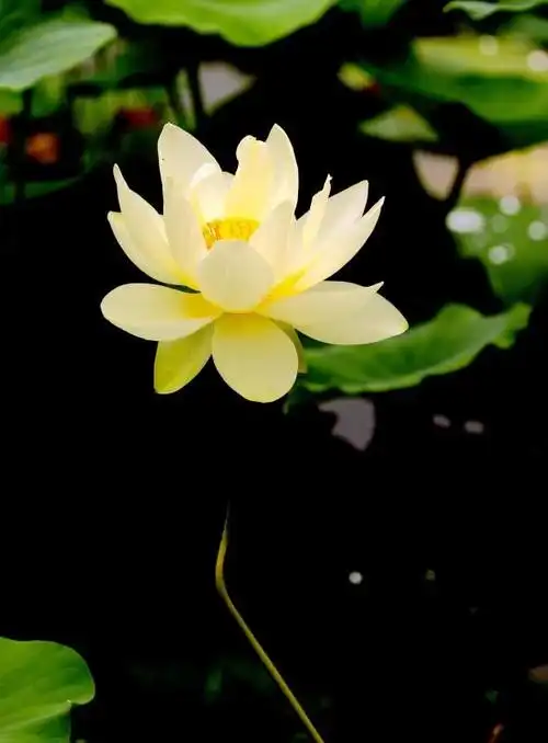 大唐芙蓉园荷花好漂亮(2018.第十三辑.16幅)!