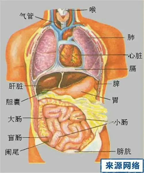 人体结构五脏六腑分布图 - 美篇