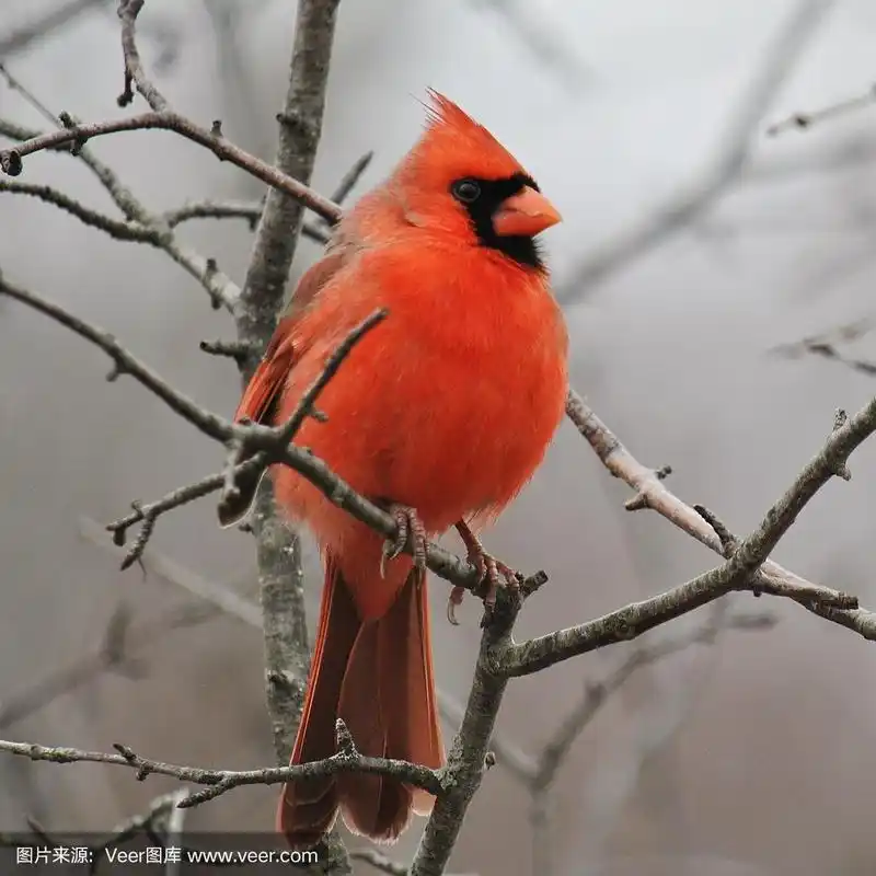 北美红鸟,雄性动物,方形画幅,春天,鸟类