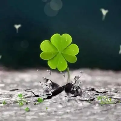 幸运草头像,2020非常好看的幸运草微信头像图片