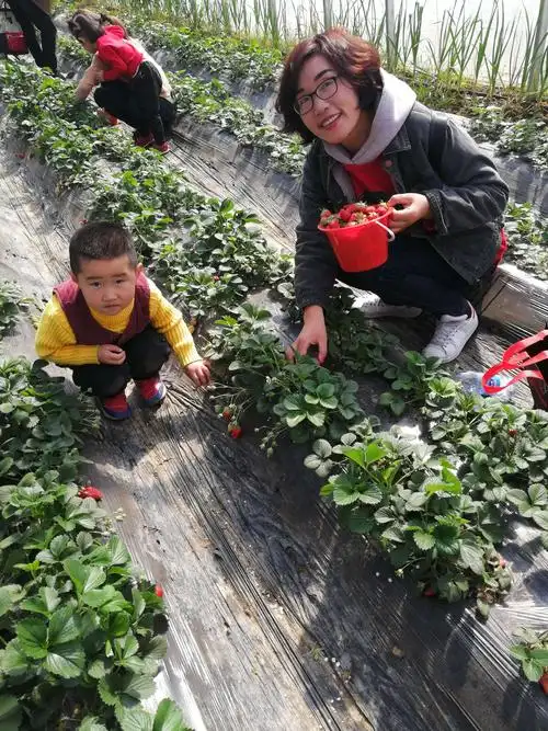 其它 爱弥尔孕婴园亲子户外活动——摘草莓 写美篇采摘草莓还有小任务
