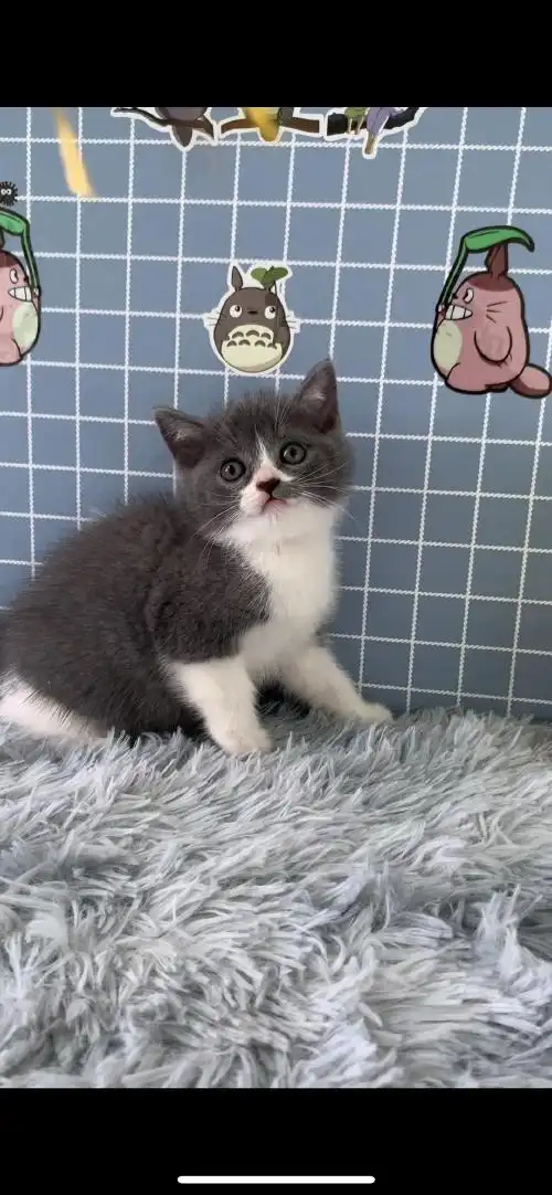蓝猫蓝白自家的猫生的无病无癣价格亲民