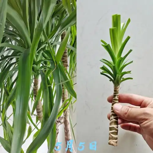 记录首次水培扦插龙血树的历程,惊喜等着你