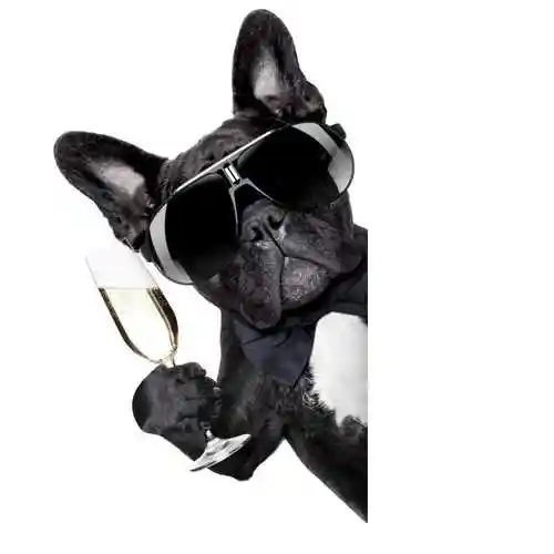 带着墨镜喝香槟的狗狗