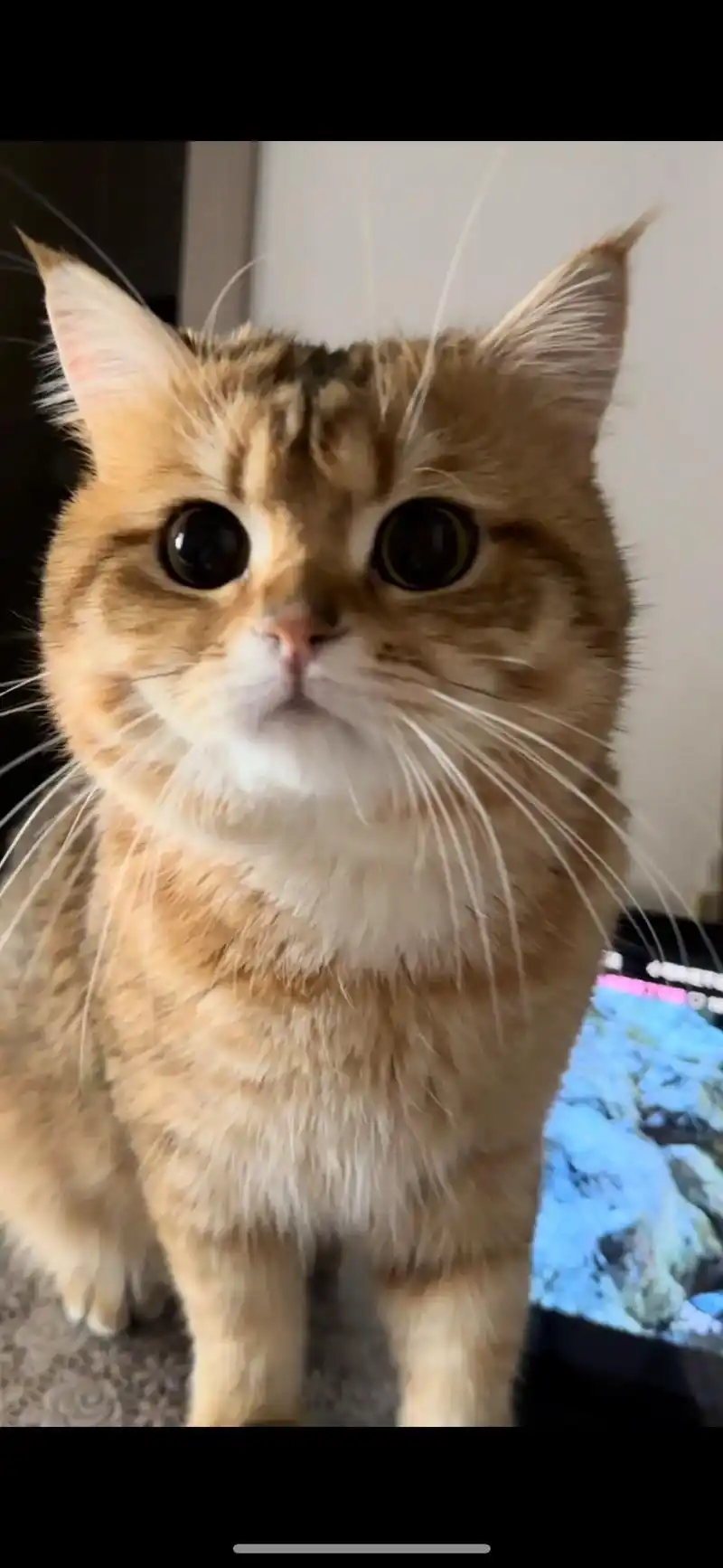 呆萌呆萌 #胖猫猫 随手拍 歪头小猫合集 - 抖音