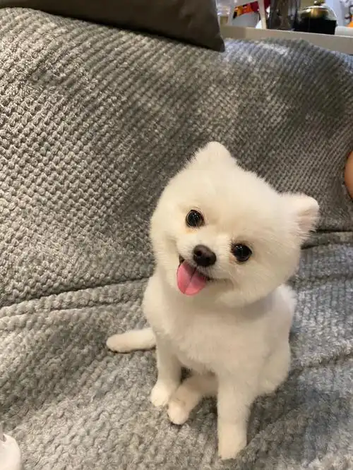 德国佬表演一个歪头杀