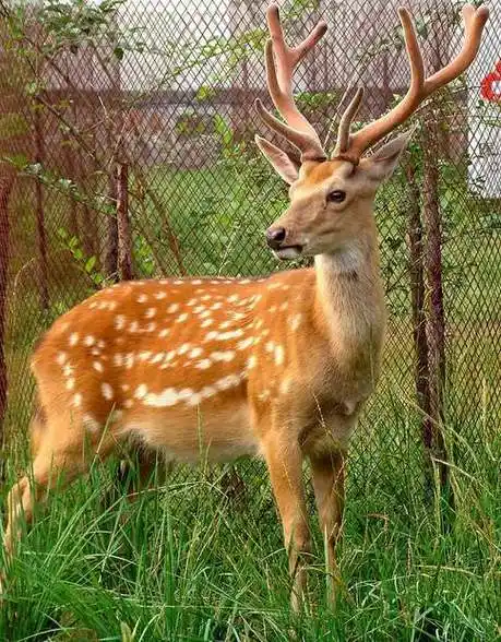 金华市梅花鹿价格欢迎您