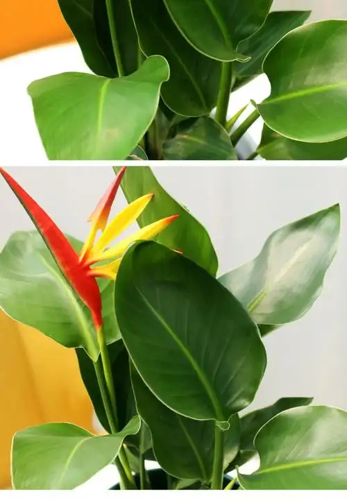 心头肉天堂鸟盆栽网红植物鹤望兰绿植办公室内盆栽四季好养植物90原盆