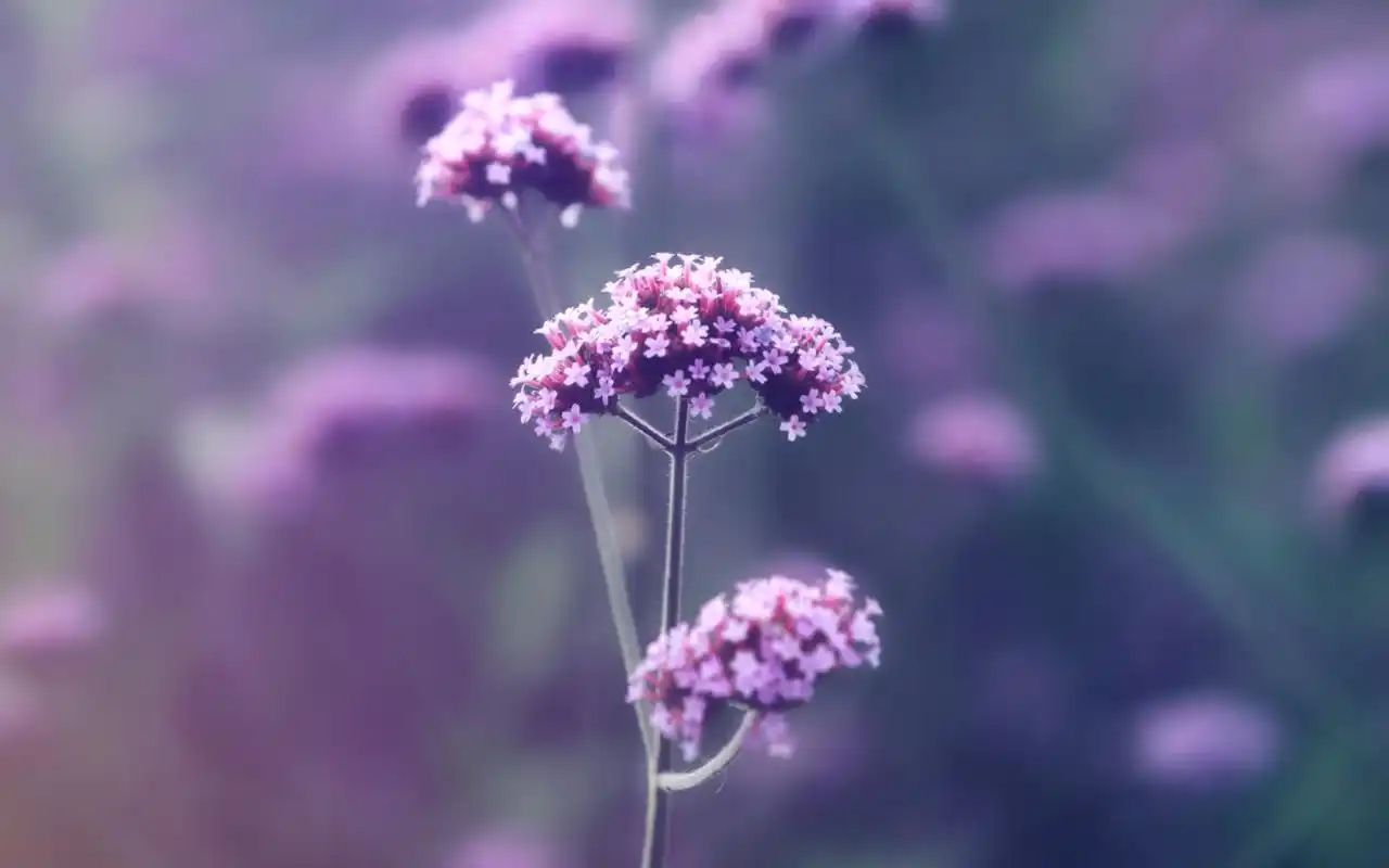 唯美意境花卉图片 治愈系小清新桌面壁纸图片