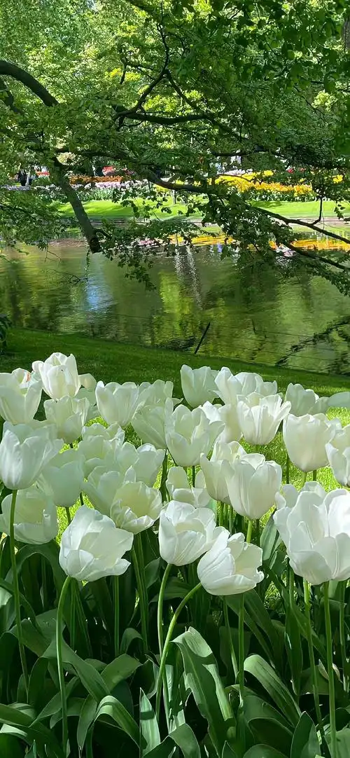 * 存点喜欢的绿色锁屏壁纸|壁纸|绿色_新浪新闻