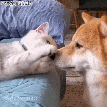 暖男柴遭英短女友撒娇攻势,暧昧互动融化几万网友:绝对真爱!_sultan