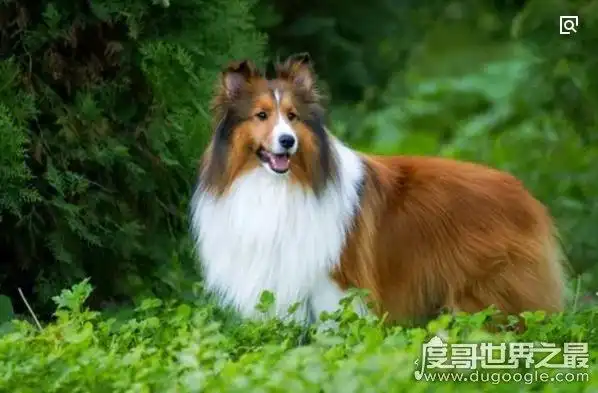 世界十大最聪明的狗排行榜,边境牧羊犬智商相当于8岁小孩