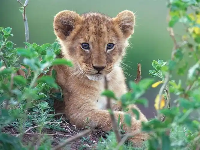 可爱的小狮子在绿色灌木丛中 壁纸 - 1024x768