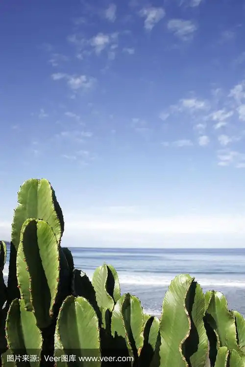 仙人掌海滩