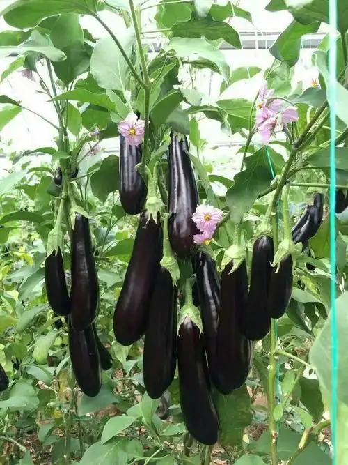 丰亿农业技术有限责任公司茄子品种展示