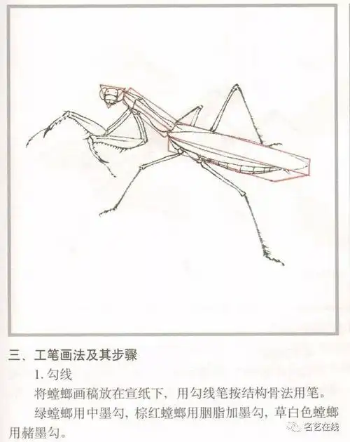 国画技法 | 螳螂的工笔及写意画法(附齐白石螳螂作品)_手机搜狐网
