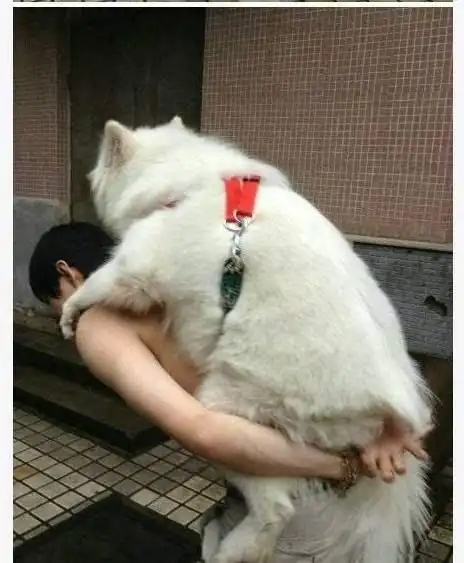 再苦不能苦狗子,为了保护狗狗,这些主人真是操碎了心