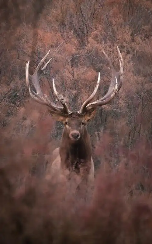 塔里木野生马鹿