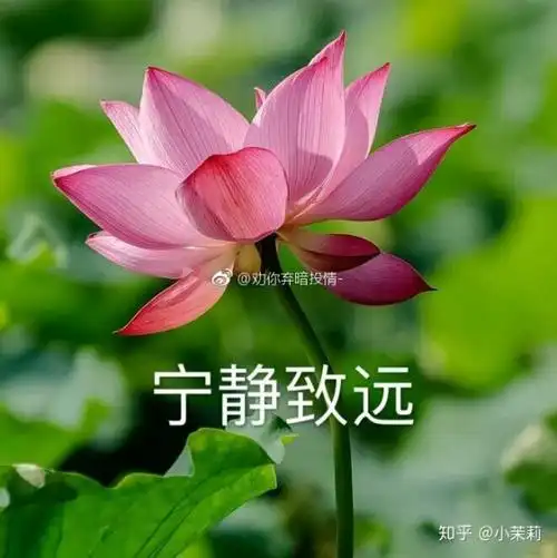 当然是最近很火的佛系莲花头像啦_废话不多说_上图_一部分是从微博上