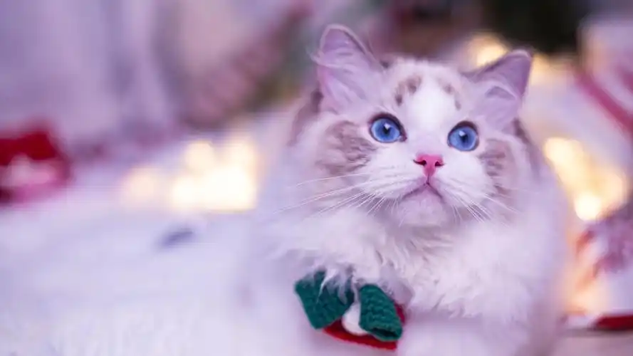 性格温柔的布偶猫,高清图片,动物壁纸-回车桌面