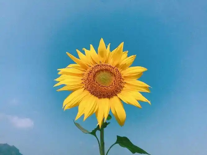 心若向阳何惧冷风浙南ins风的向日葵花海正在向你招手