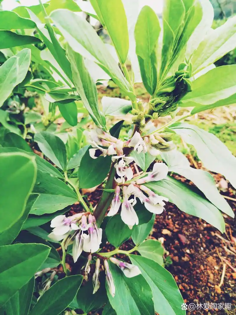遇见路边的蚕豆花开,真是歇后语说的蚕豆开花黑了心.