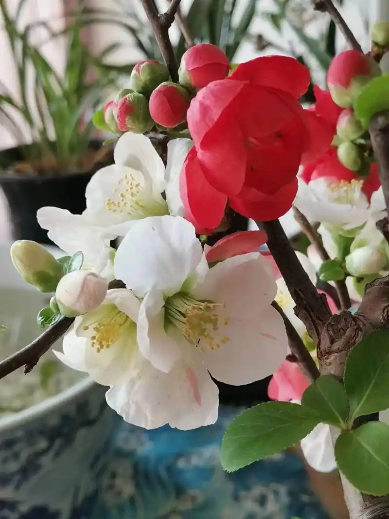 东洋锦海棠  东洋锦海棠