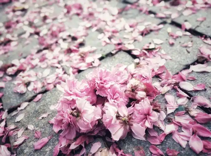 明日重来,落花如绮