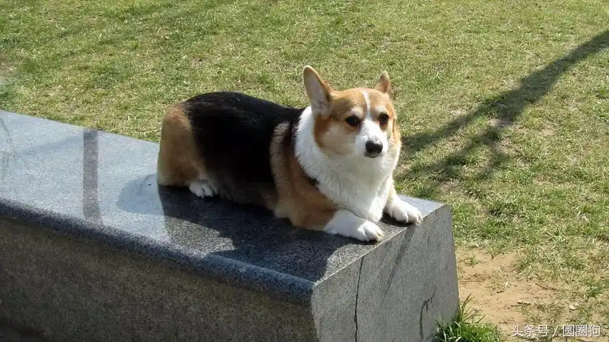 威尔斯科基犬,彭布罗克威尔士柯基犬(世界名犬——威尔士柯基犬)