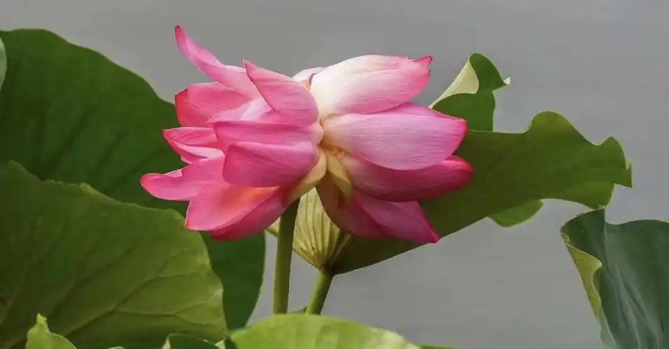 人们常以并蒂莲寓意夫妻恩爱,生死与共.03#和田玉