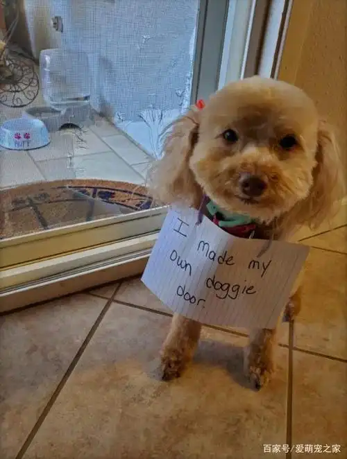 我把纱门咬烂,给自己开了一个可以进出的狗洞!