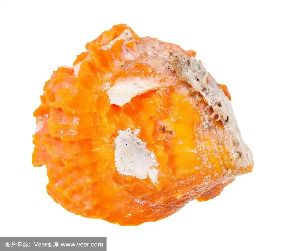 橙色,蛤,贝壳,分离着色,过时的