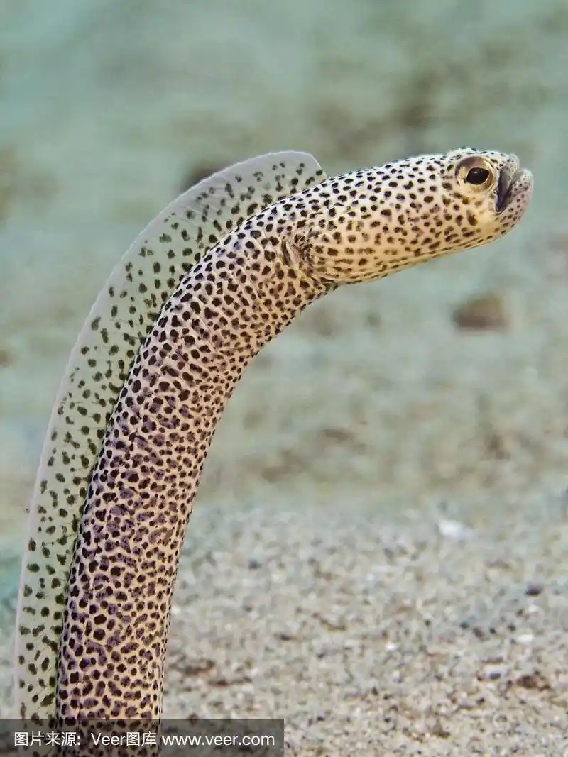 日本花园鳗,日本鳗鲡rhrenaal