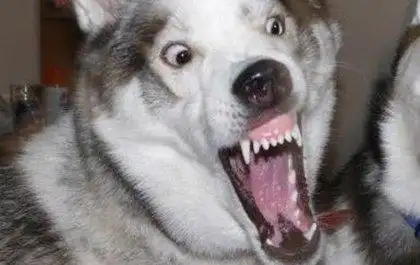 哈士奇呲牙凶恶瞪眼睛gif动图_动态图_表情包下载_soogif