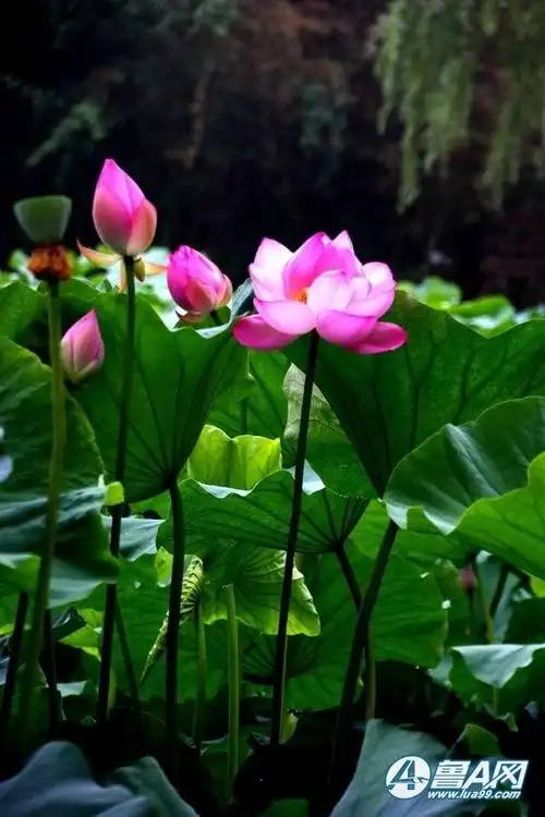 荷花的美超凡脱俗