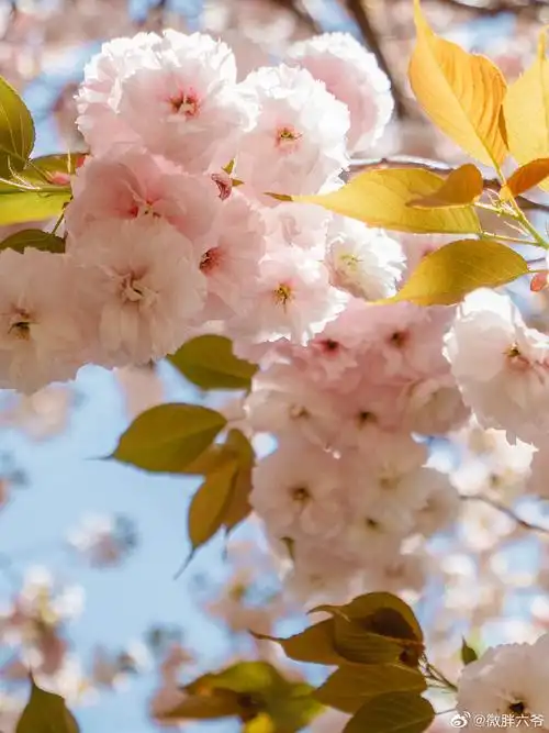 虽距离市区较远 但真的实打实的晚樱花海 50年以上树龄的高大晚樱成片