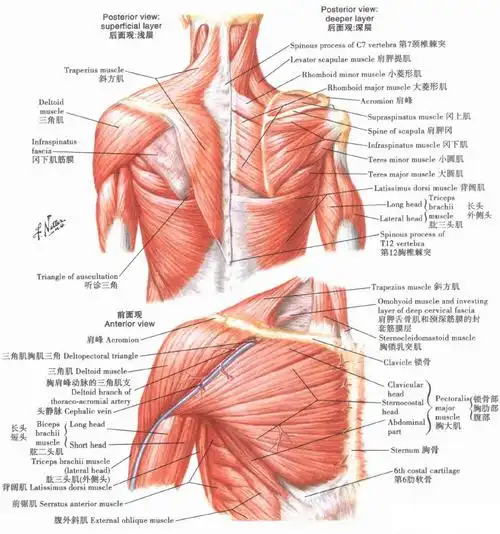 肩部的肌肉肩(盂肱)关节肩关节:前后位x线肱骨和肩胛骨(后面观)肱骨和