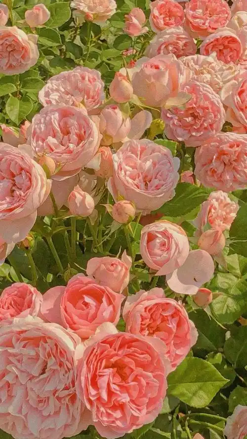 看美图治愈心情