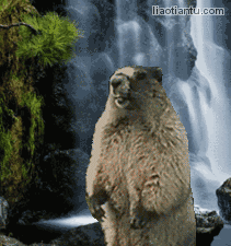 土拔鼠咆哮瀑布边 - 做表情 - 在线装逼,照片装饰,表情包制作