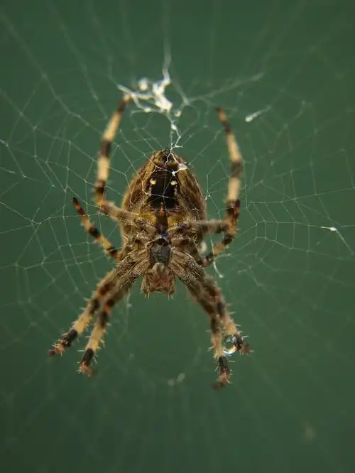 家里出现大蜘蛛怎么办?别慌,我来教你处理!