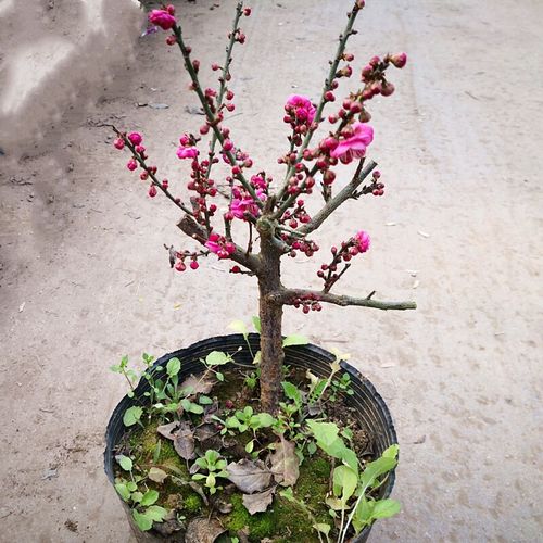 花俊梅花盆景原生朱砂梅盆栽老桩红梅树苗耐寒花卉植物室内花阳台庭院