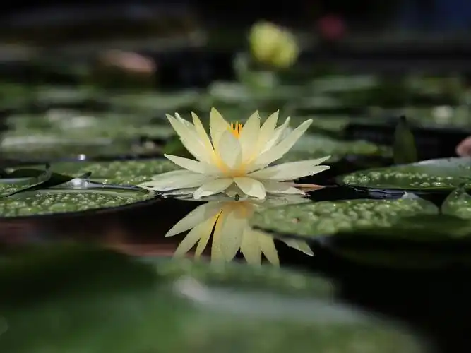 唯美睡莲高清摄影图片桌面壁纸