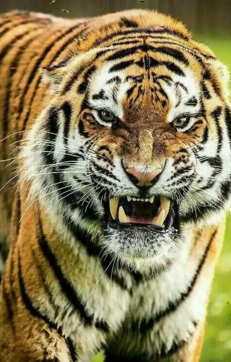 万兽之王东北虎壁纸分享