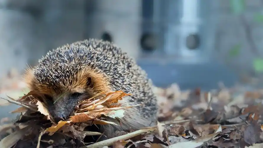 首页 动物与鸟 刺猬